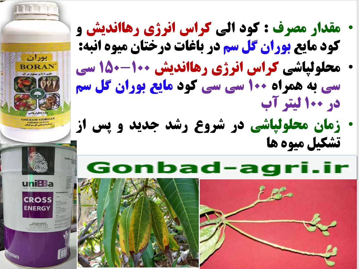 کود کراس انرژی رهااندیش و کود بوران گل سم برای افزایش توان میوه دهی درختان انبه- قسمت دوم