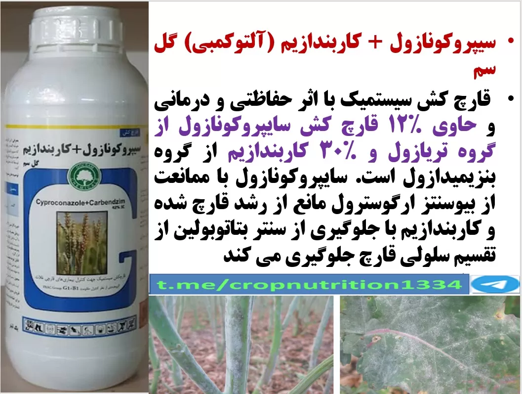 کنترل بیماری های کلزا با قارچکش سیپروکونازول+ کاربندازیم گل سم – قسمت سوم