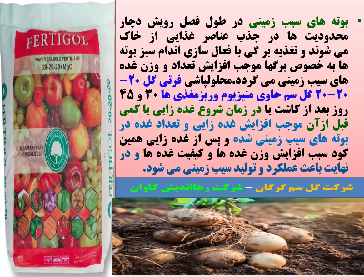 کود فرتی گل ۲۰-۲۰-۲۰ گل سم برای افزایش توان بوته های سیب زمینی – قسمت اول