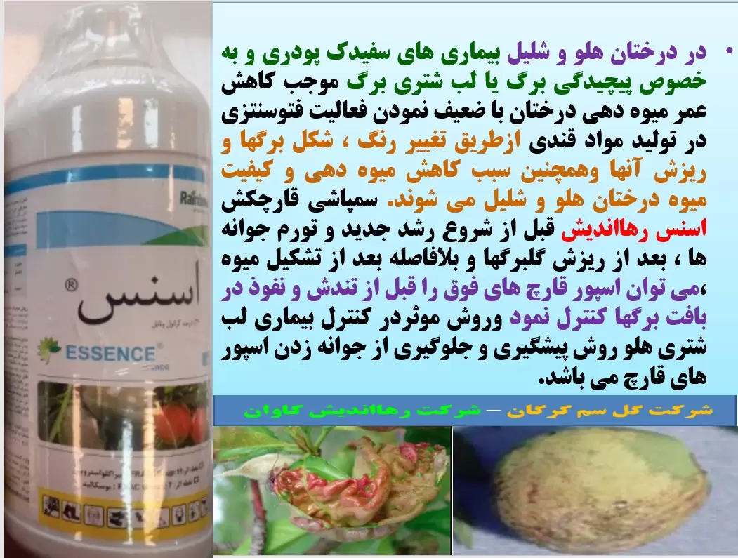 کنترل بیماری های درختان هلو و شلیل با قارچکش اسنس رهااندیش – قسمت اول
