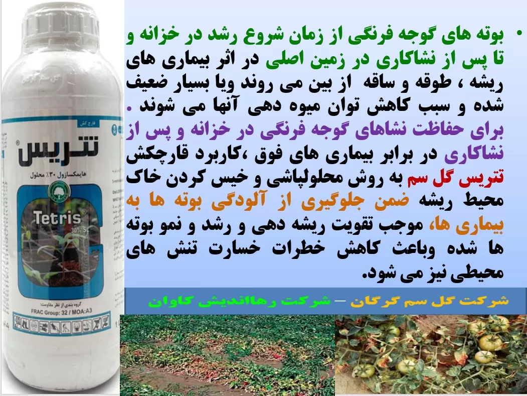 حفاظت گیاهچه های گوجه فرنگی در برابر بیماری های ریشه و طوقه با قارچکش تتریس گل سم – قسمت اول