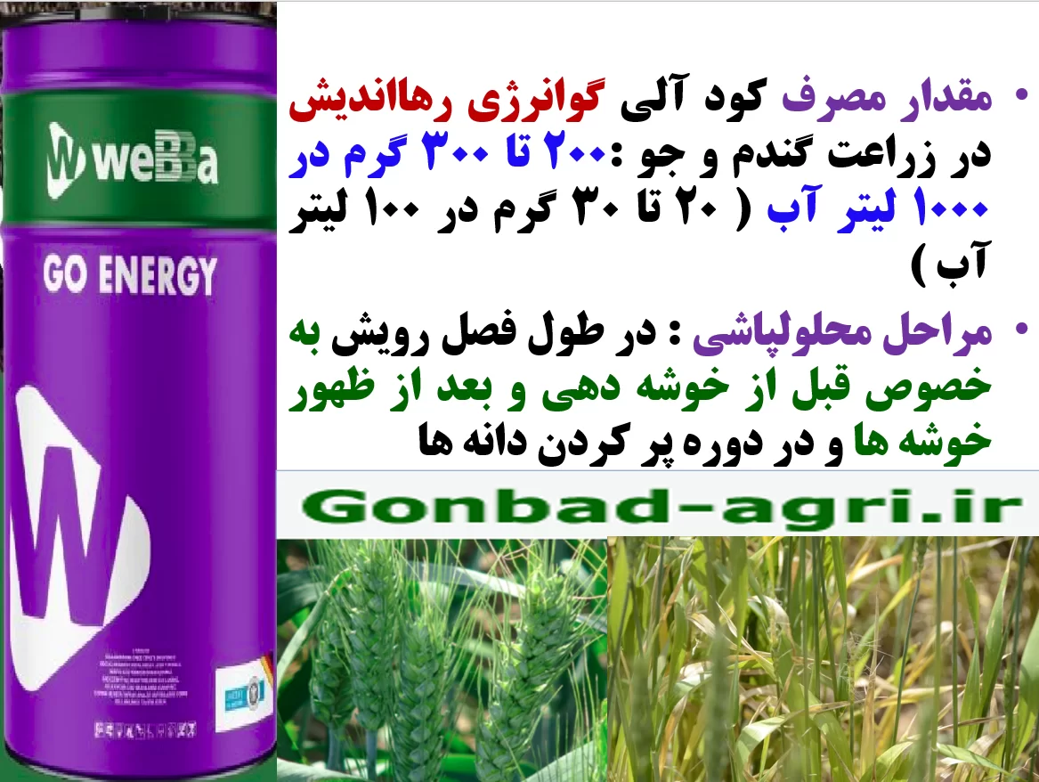 افزایش توان بوته های گندم و جو در برابر تنش های محیطی با کود گوانرژی رهااندیش – قسمت دوم