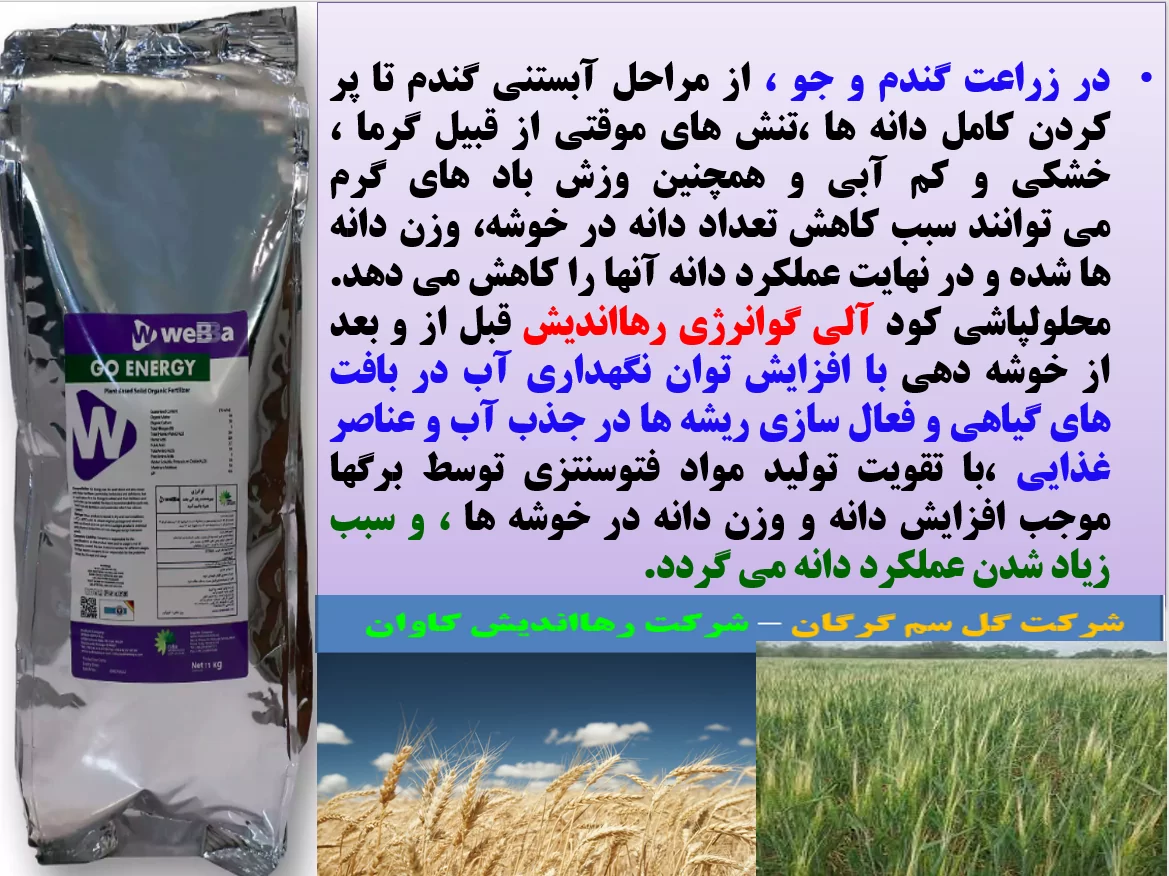 افزایش توان بوته های گندم و جو در برابر تنش های محیطی با کود گوانرژی رهااندیش – قسمت اول