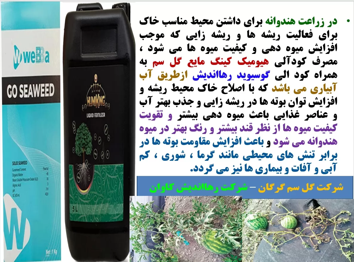 تقویت ریشه زایی و رشد و نمو بوته های هندوانه با هیومی کینگ و گوسیوید رهااندیش- قسمت اول