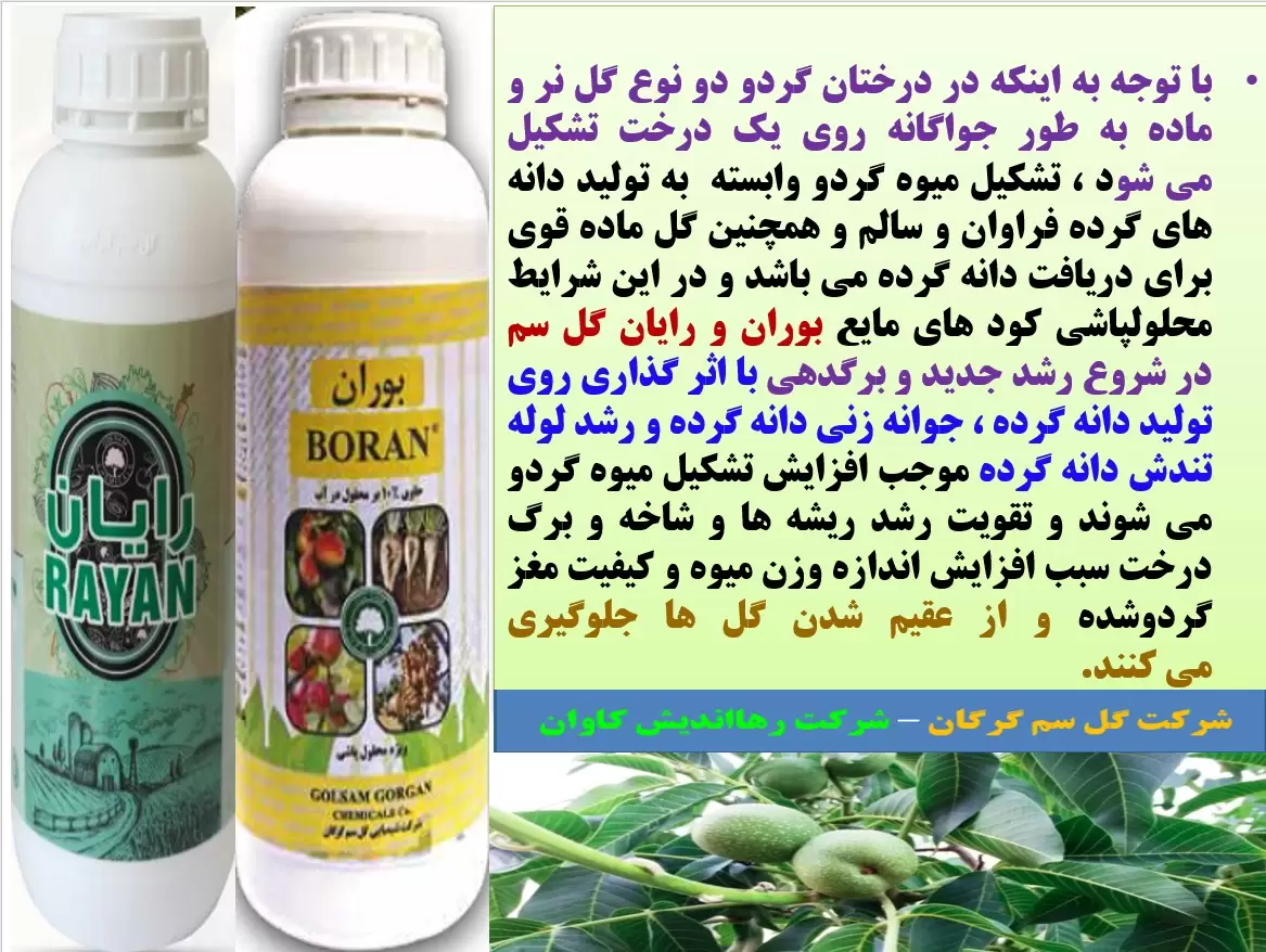 کود های بوران و رایان گل سم برای تقویت گلدهی و میوه دهی درختان گردو- قسمت اول