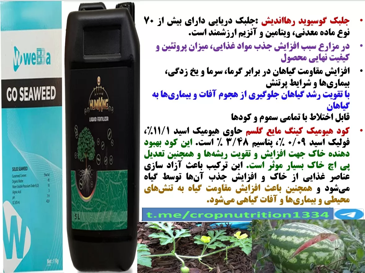 تقویت ریشه زایی و رشد و نمو بوته های هندوانه با هیومی کینگ و گوسیوید رهااندیش- قسمت سوم