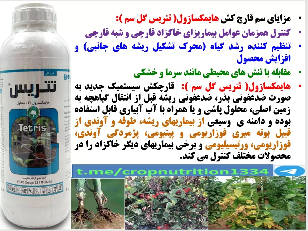 حفاظت گیاهچه های گوجه فرنگی در برابر بیماری های ریشه و طوقه با قارچکش تتریس گل سم – قسمت سوم