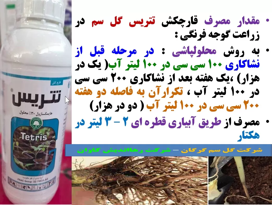 حفاظت گیاهچه های گوجه فرنگی در برابر بیماری های ریشه و طوقه با قارچکش تتریس گل سم – قسمت دوم