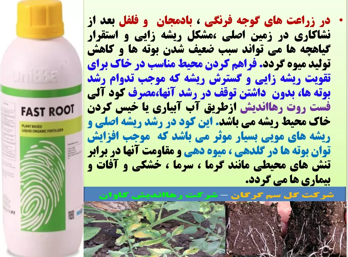 رفع سریع اثرات شوک نشاکاری در صیفی جات باکود فست روت رهااندیش – قسمت اول