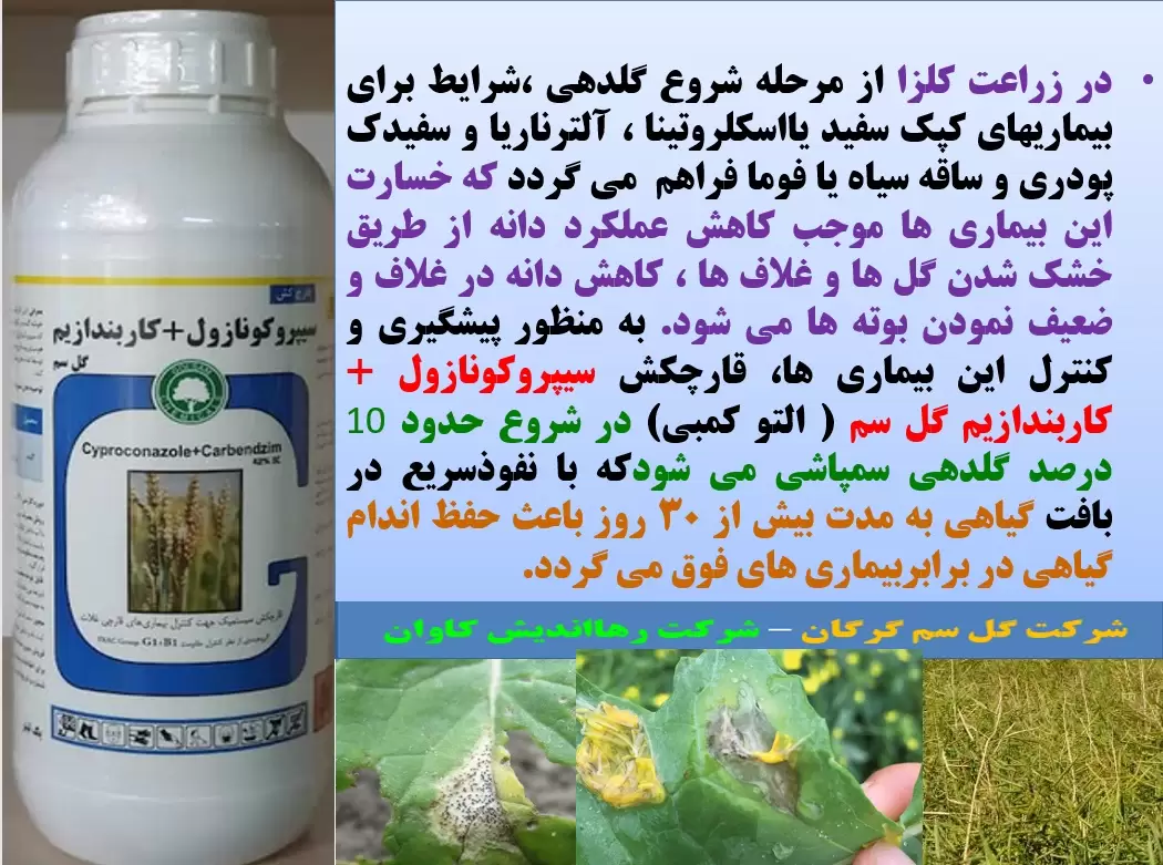 کنترل بیماری های کلزا با قارچکش سیپروکونازول+ کاربندازیم گل سم – قسمت اول