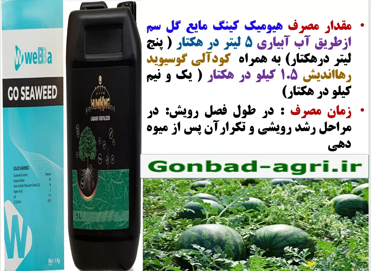 تقویت ریشه زایی و رشد و نمو بوته های هندوانه با هیومی کینگ و گوسیوید رهااندیش- قسمت دوم