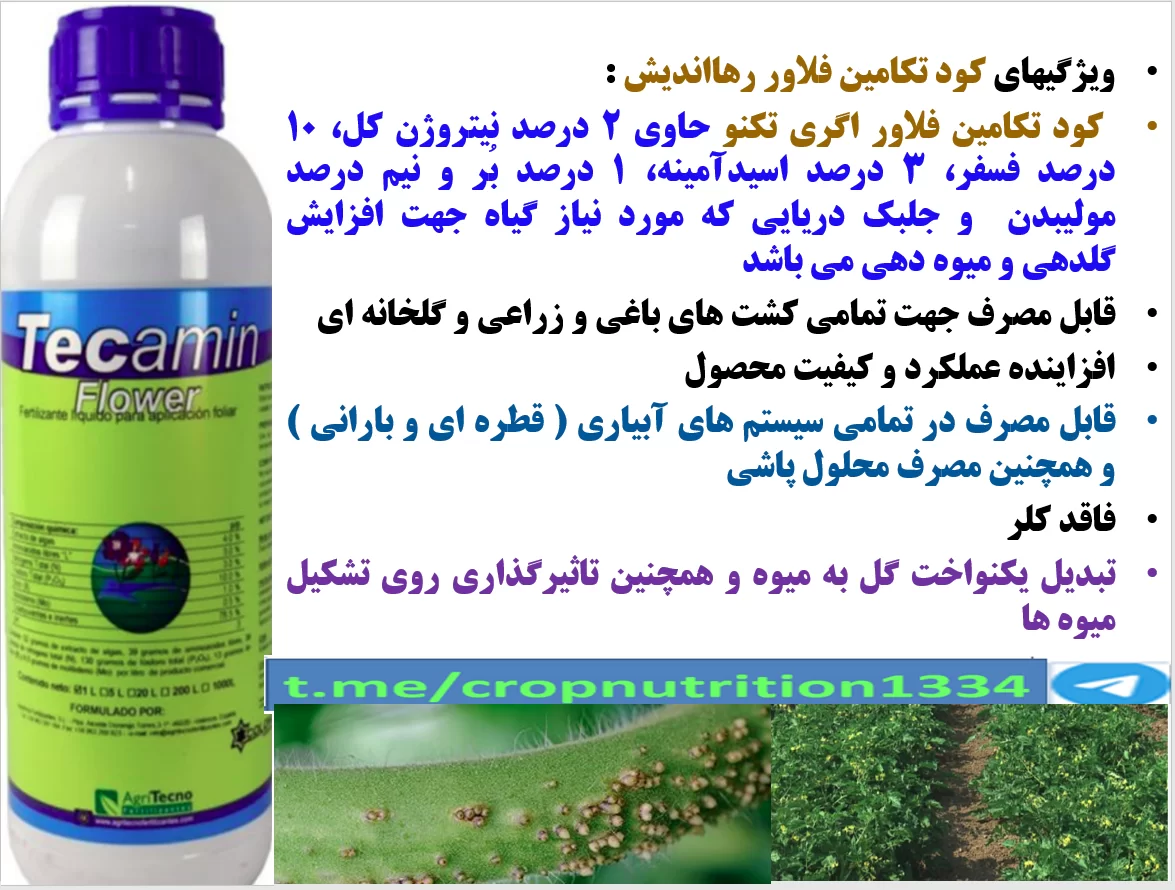 کاربرد کود تکامین فلوور رهااندیش برای افزایش توان بوته های گوجه فرنگی – قسمت سوم