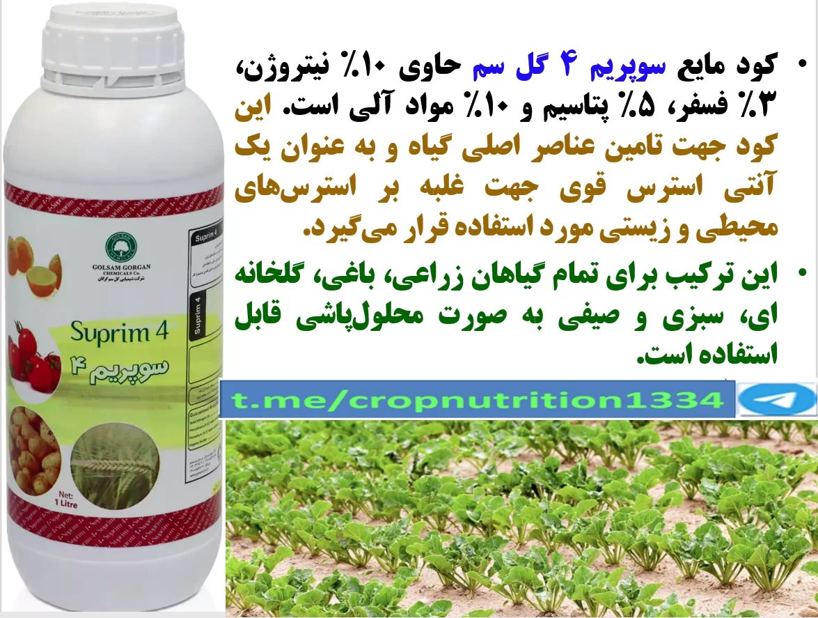 تاثیر کود سوپریم ۴ گل سم در افزایش تولید و میزان قند چغندر – قسمت سوم