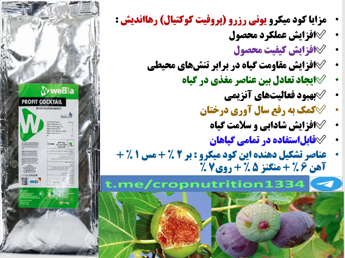 کود ریزمغذی یونی رزرو رهااندیش برای افزایش میوه دهی و کیفیت میوه انجیر – قسمت سوم