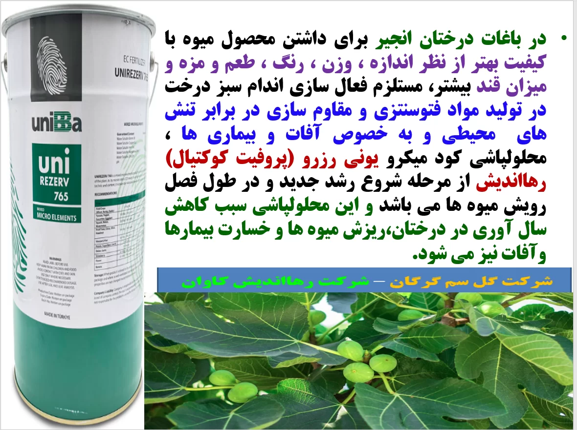 کود ریزمغذی یونی رزرو رهااندیش برای افزایش میوه دهی و کیفیت میوه انجیر – قسمت اول