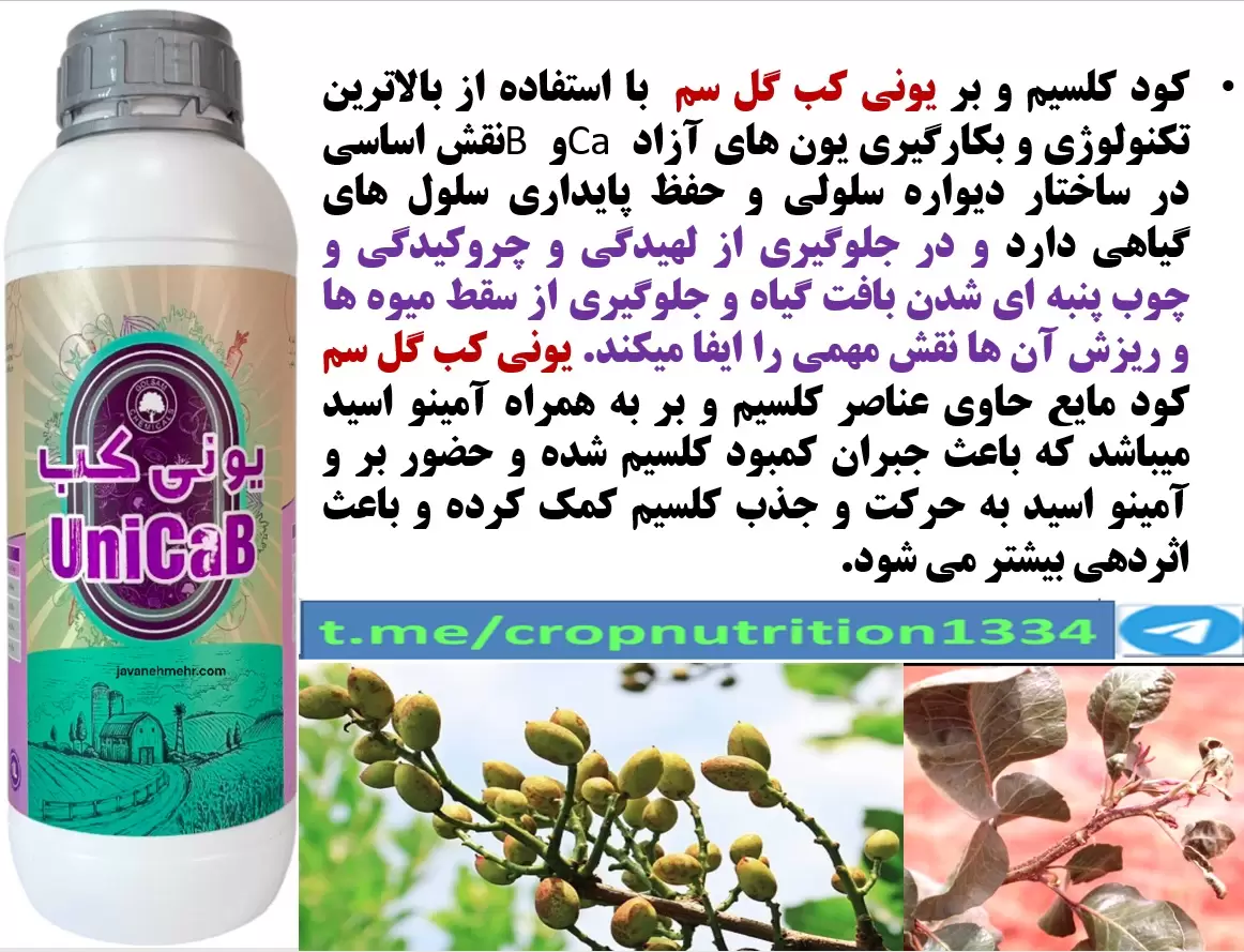 محلولپاشی کود یونی کب گل سم برای بهبودی در تولید و کیفیت میوه پسته – قسمت سوم