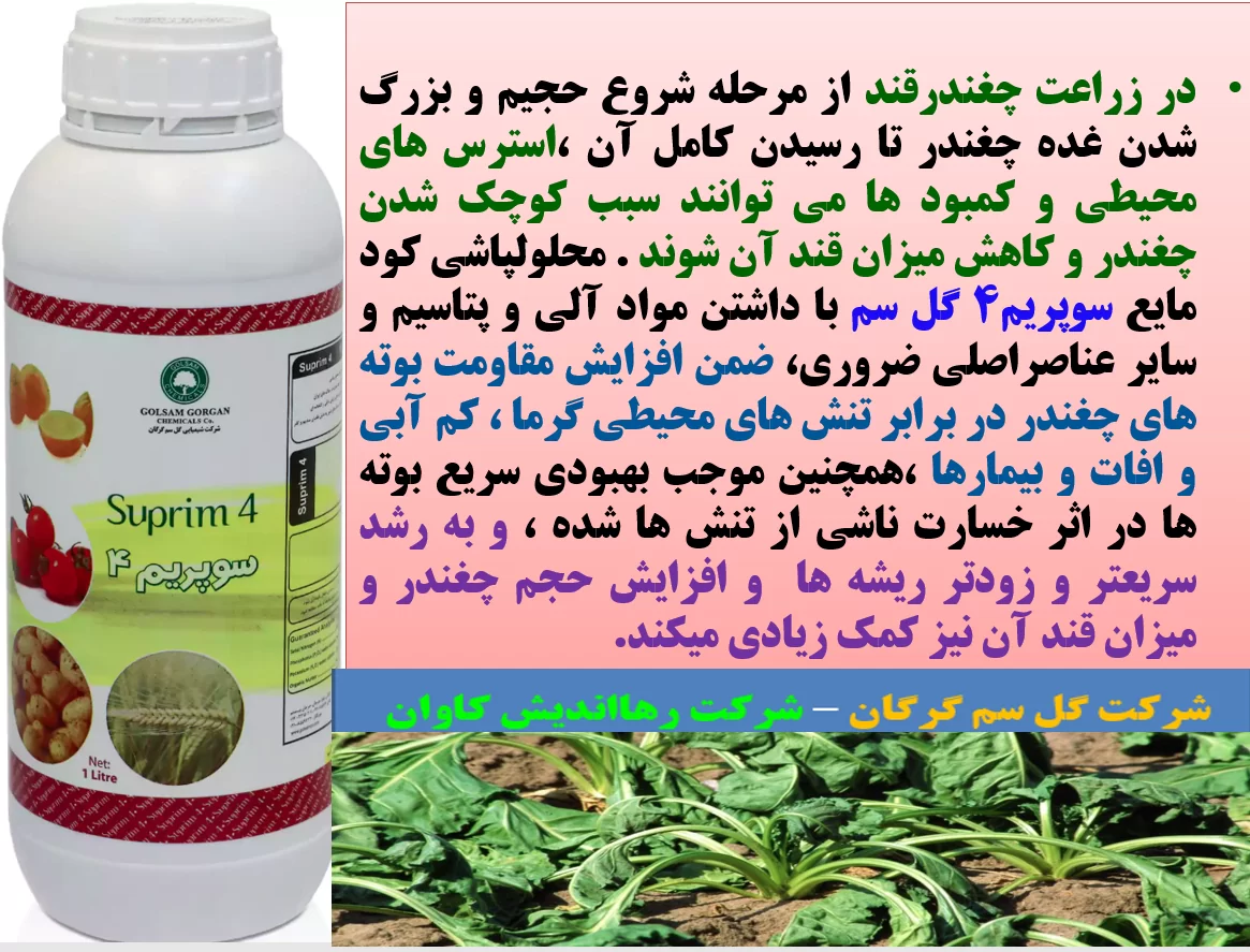 تاثیر کود سوپریم ۴ گل سم در افزایش تولید و میزان قند چغندر – قسمت اول