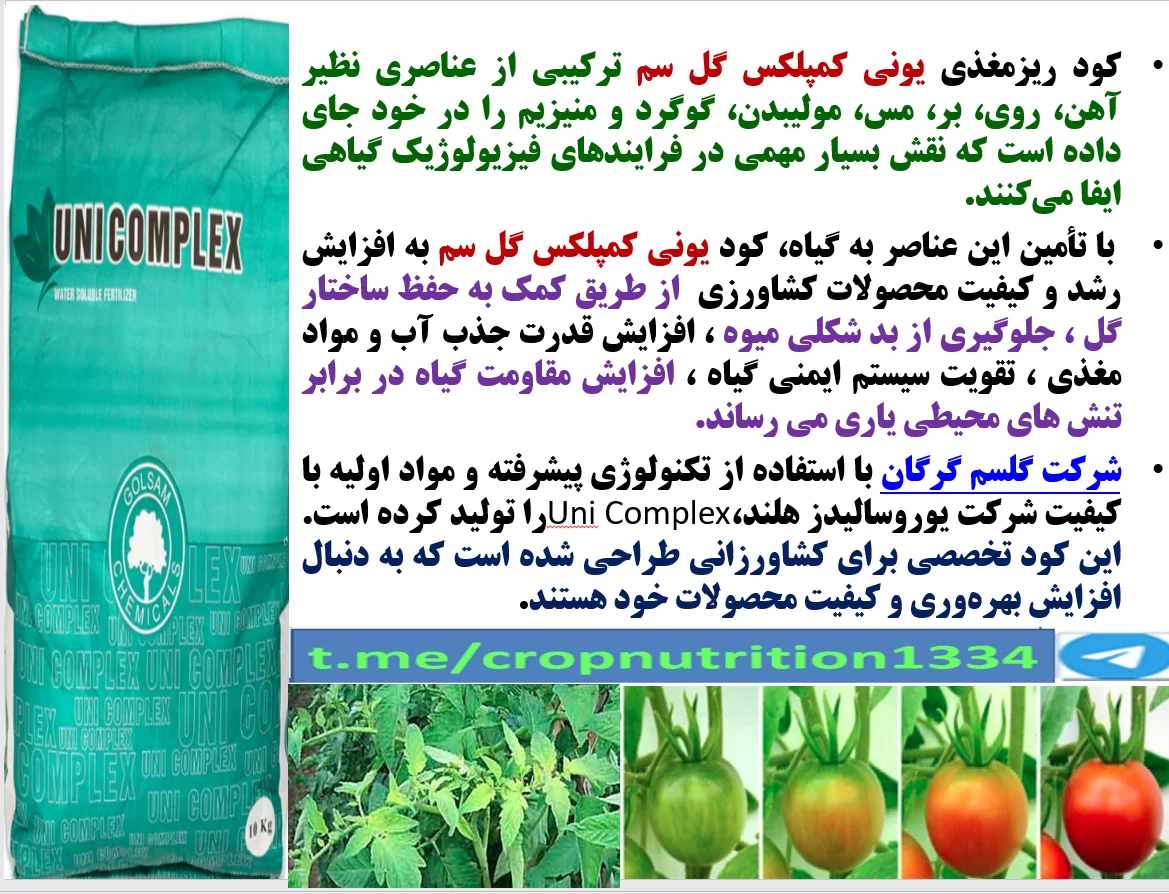 اهمیت کاربرد کود یونی کمپلکس گل سم در زراعت گوجه فرنگی – قسمت سوم