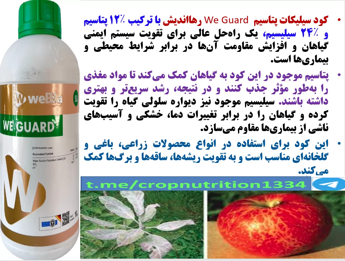 افزایش میوه دهی و کیفیت میوه های سیب با کود وی گارد رهااندیش – قسمت سوم