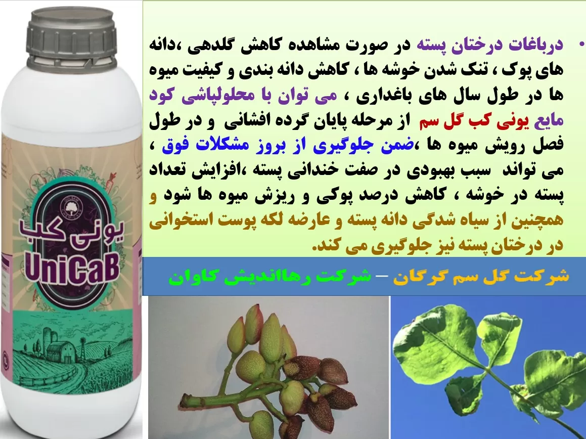 محلولپاشی کود یونی کب گل سم برای بهبودی در تولید و کیفیت میوه پسته – قسمت اول