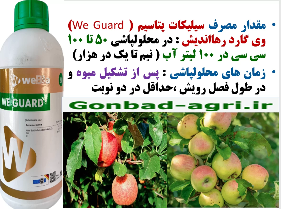 افزایش میوه دهی و کیفیت میوه های سیب با کود وی گارد رهااندیش – قسمت دوم