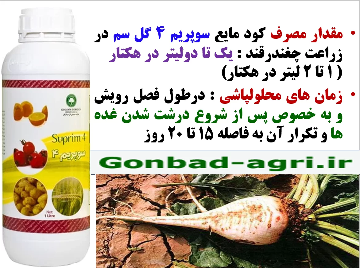 تاثیر کود سوپریم ۴ گل سم در افزایش تولید و میزان قند چغندر – قسمت دوم