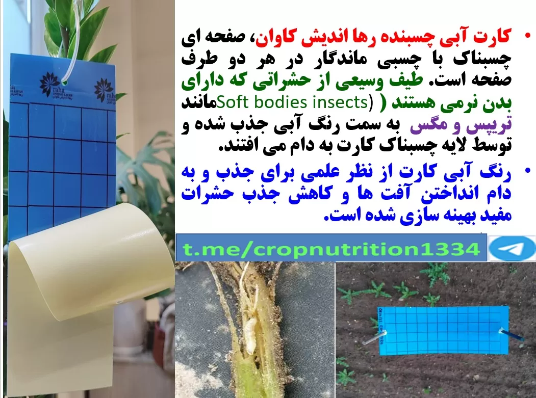 کنترل کرم مگس نهال هندوانه با کارت آبی رنگ چسبنده رهااندیش – قسمت سوم