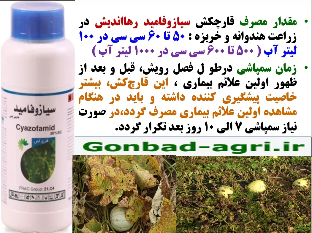 کنترل بیماری سفیدک داخلی در زراعت های هندوانه و خربزه با قارچکش سیازوفامید رهااندیش – قسمت دوم