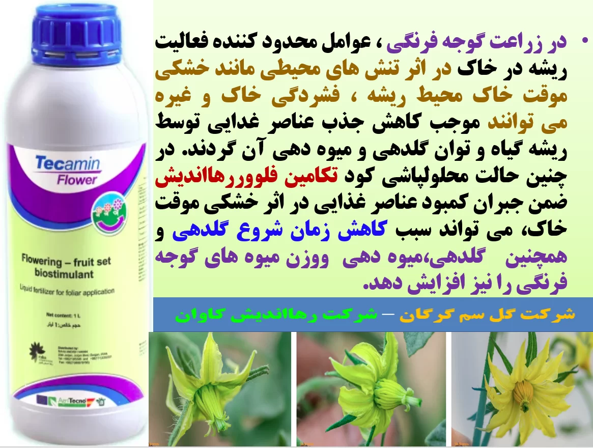 کاربرد کود تکامین فلوور رهااندیش برای افزایش توان بوته های گوجه فرنگی – قسمت اول