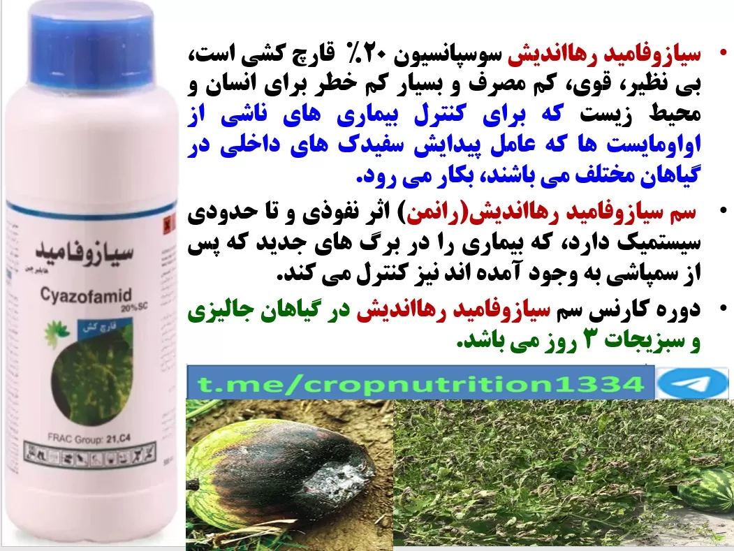 کنترل بیماری سفیدک داخلی در زراعت های هندوانه و خربزه با قارچکش سیازوفامید رهااندیش – قسمت سوم