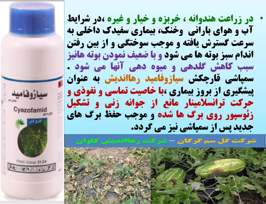 کنترل بیماری سفیدک داخلی در زراعت های هندوانه و خربزه با قارچکش سیازوفامید رهااندیش – قسمت  اول