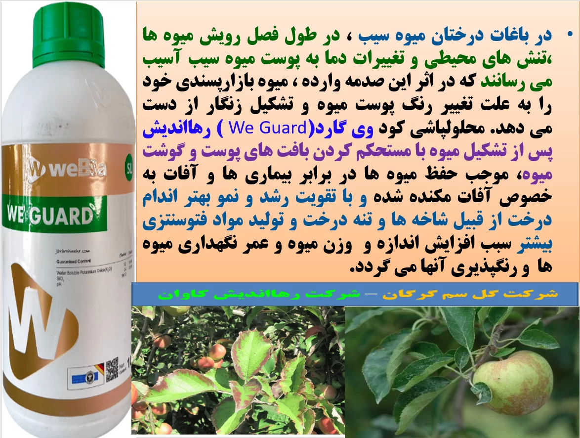 افزایش میوه دهی و کیفیت میوه های سیب با کود وی گارد رهااندیش – قسمت اول