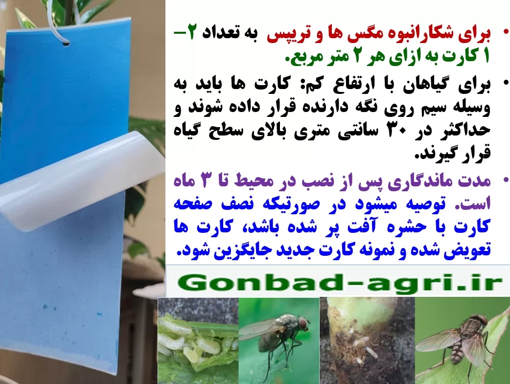 کنترل کرم مگس نهال هندوانه با کارت آبی رنگ چسبنده رهااندیش – قسمت دوم