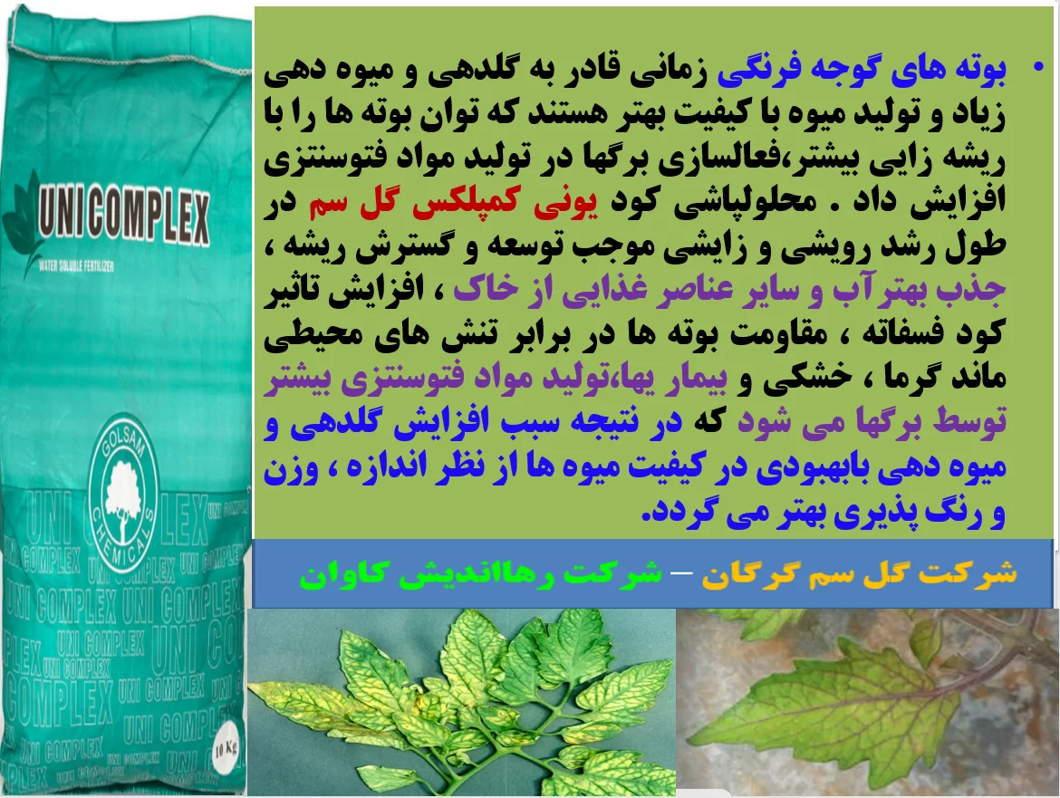 اهمیت کاربرد کود یونی کمپلکس گل سم در زراعت گوجه فرنگی – قسمت اول