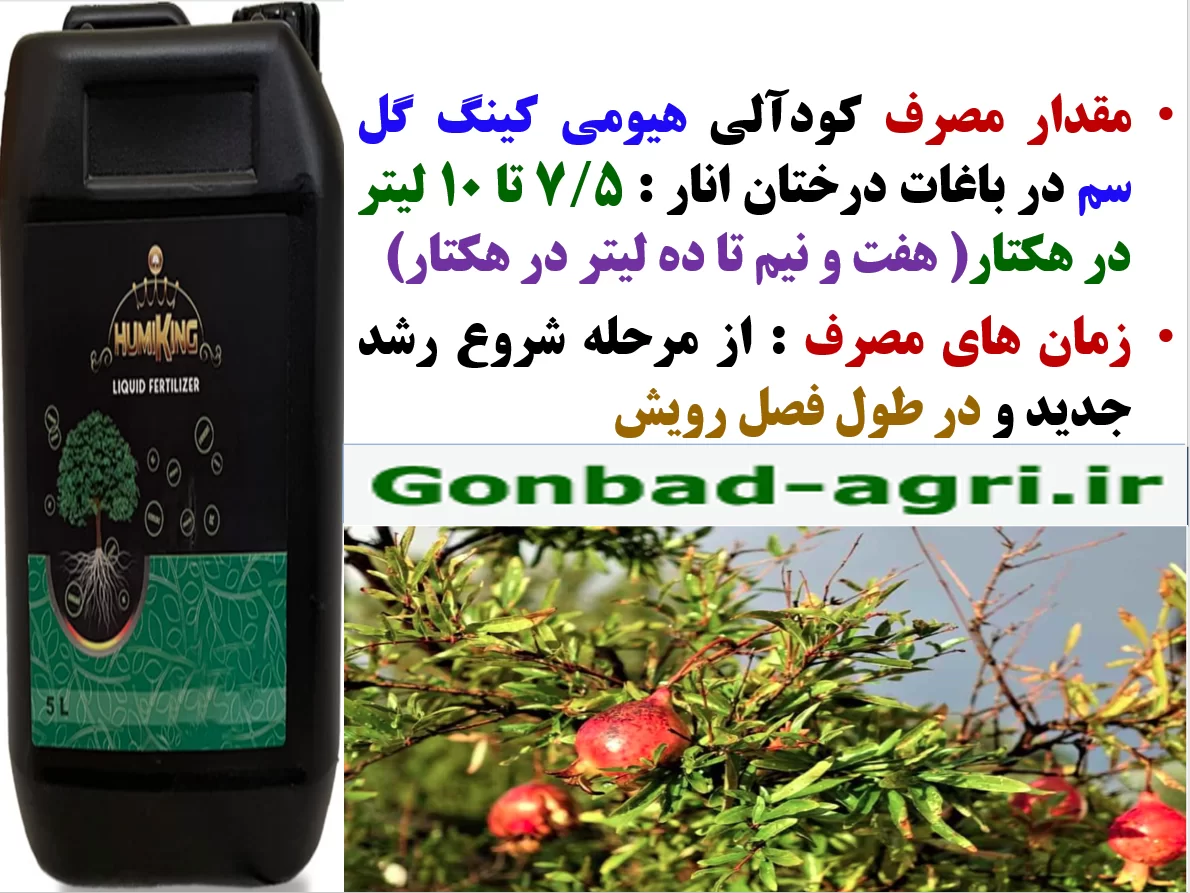 تاثیر کود آلی هیومی کینگ در گل سم در افزایش تولید میوه انار و کیفیت آن- قسمت دوم