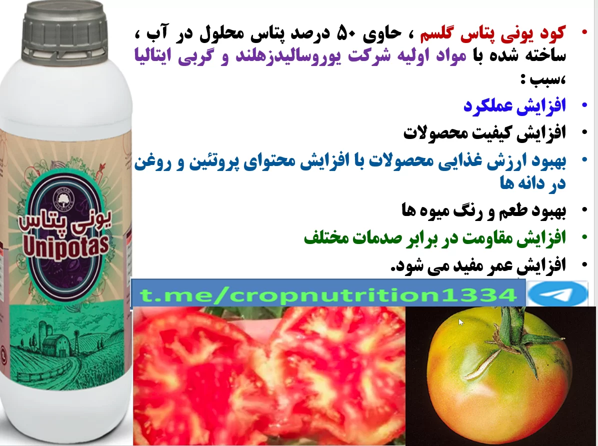 افزایش توان بوته های گوجه فرنگی در تولید میوه با کیفیت بهتر با کود یونی پتاس گل سم – قسمت سوم