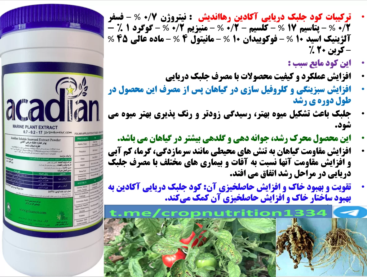 تاثیر کود جلبک دریایی اکادین رهااندیش در افزایش تولید سبزی و صیفی – قسمت سوم