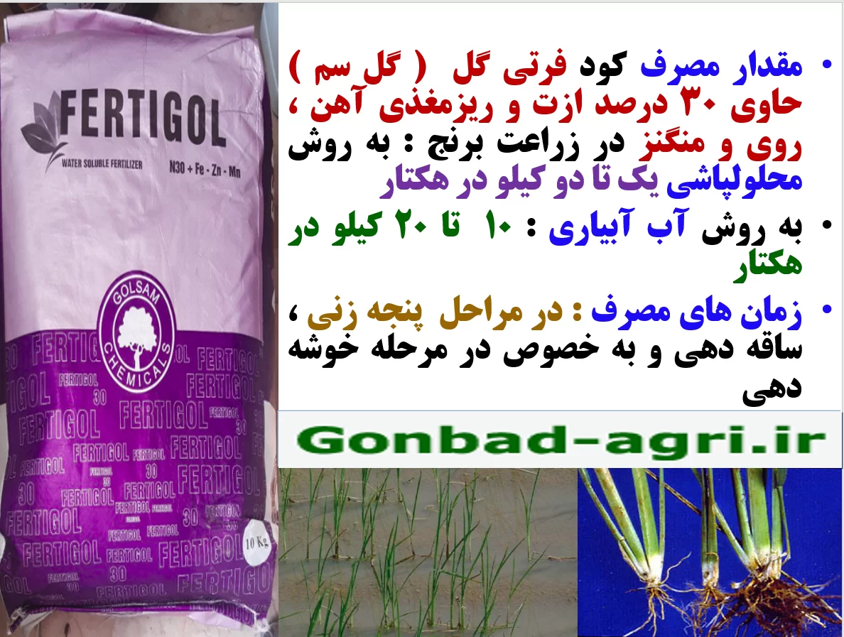 تاثیر کود فرتی گل ۱-۱-۱-۳۰ گل سم در افزایش تولید زراعت برنج – قسمت دوم