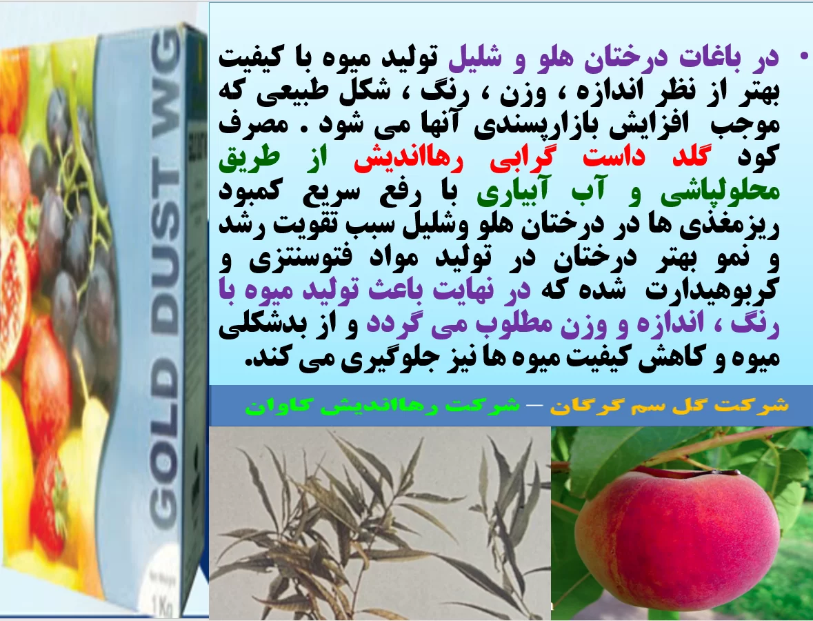 کود  گلدداست رهااندیش در افزایش تولید میوه و کیفیت میوه درختان هلو و شلیل – قسمت اول