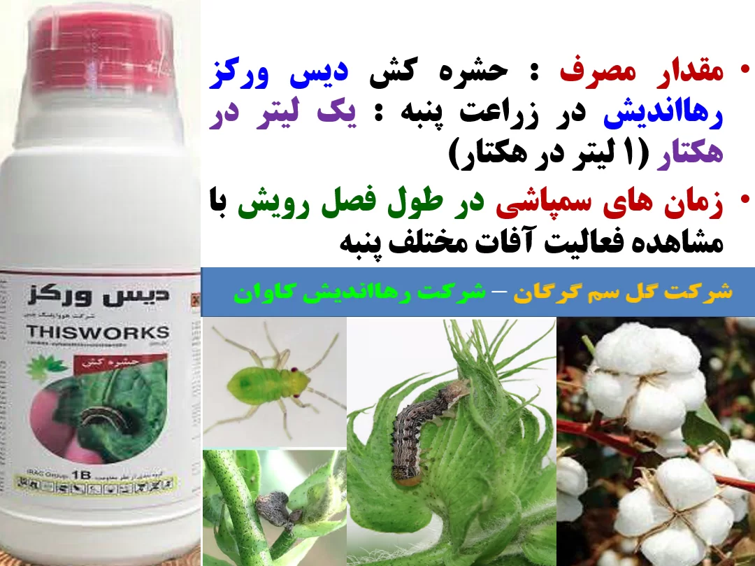 سمپاشی حشره کش دیس ورکرز رهااندیش در کنترل موثر آفات پنبه – قسمت دوم