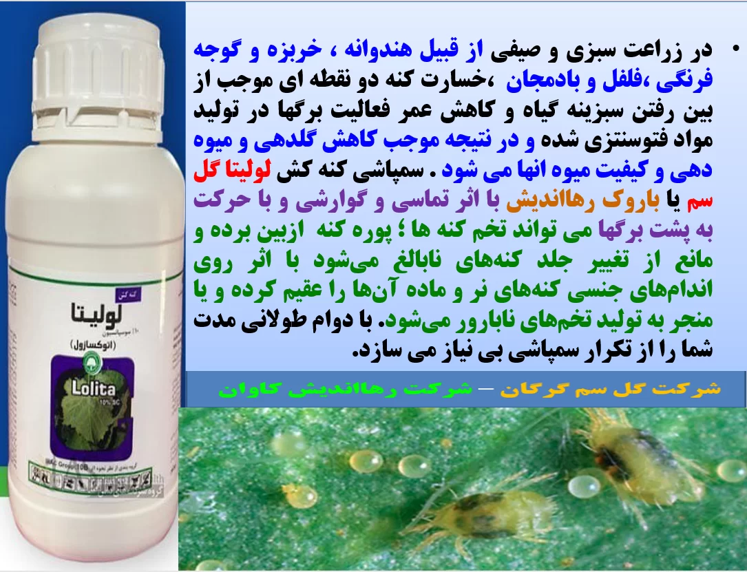 کنتر ل موثر کنه زراعت هندوانه  با کنه کش لولیتا گل سم یا باروک رهااندیش   – قسمت اول