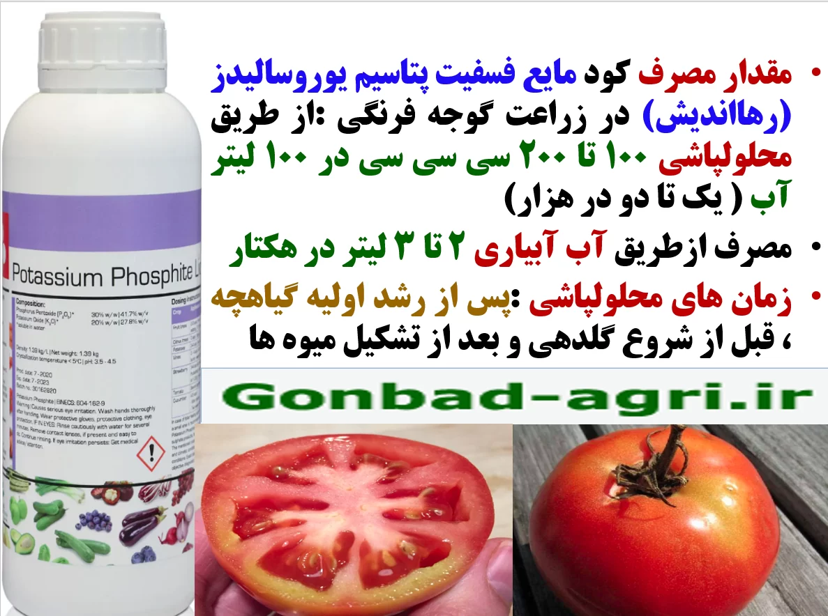 افزایش توان بوته های گوجه فرنگی در تولید میوه و کیفیت آن با کود فسفیت پتاسیم رهااندیش – قسمت دوم