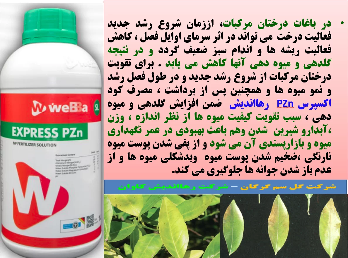 کود اکسپرس pzn رهااندیش در افزایش توان درختان مرکبات در تولید میوه – قسمت اول