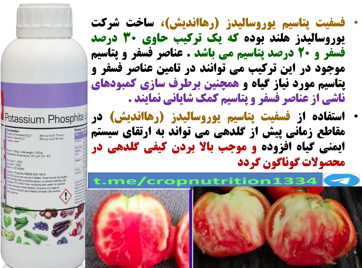 افزایش توان بوته های گوجه فرنگی در تولید میوه و کیفیت آن با کود فسفیت پتاسیم رهااندیش – قسمت سوم