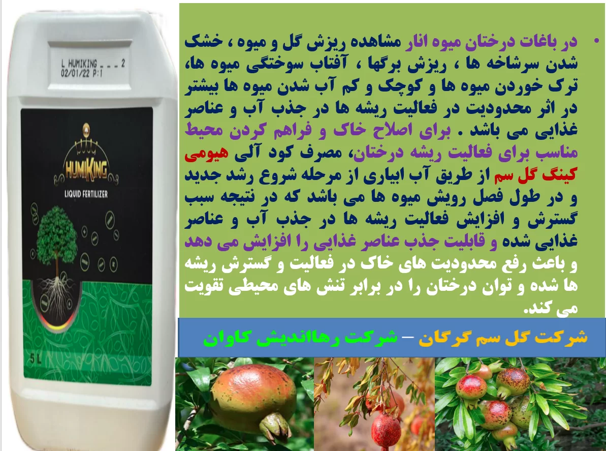 تاثیر کود آلی هیومی کینگ در گل سم در افزایش تولید میوه انار و کیفیت آن- قسمت اول