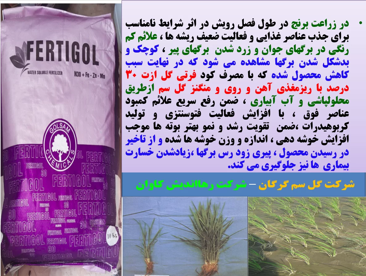 تاثیر کود فرتی گل ۱-۱-۱-۳۰ گل سم در افزایش تولید زراعت برنج – قسمت اول