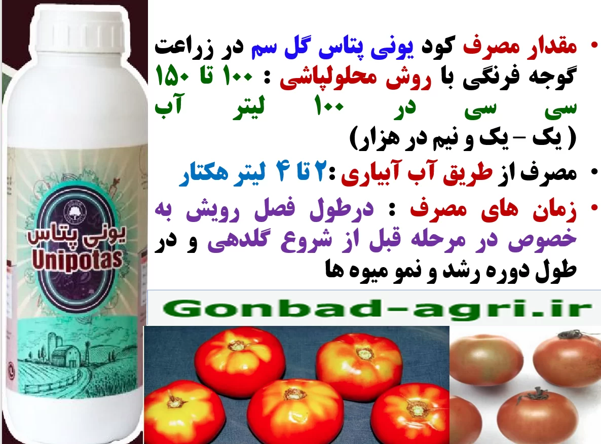 افزایش توان بوته های گوجه فرنگی در تولید میوه با کیفیت بهتر با کود یونی پتاس گل سم – قسمت دوم