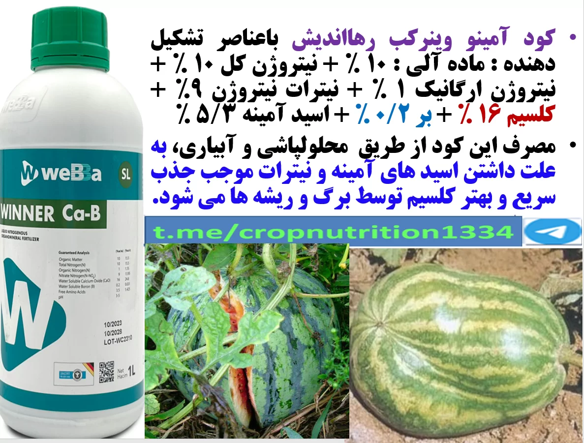 افزایش میوه دهی هندوانه و خربزه و کیفیت میوه آنها با کود آمینو وینر کب رهااندیش – قسمت سوم