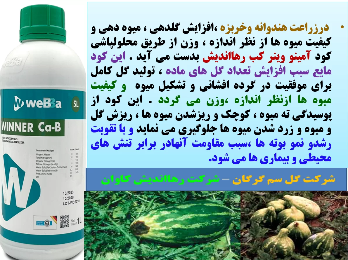 افزایش میوه دهی هندوانه و خربزه و کیفیت میوه آنها با کود آمینو وینر کب رهااندیش – قسمت اول
