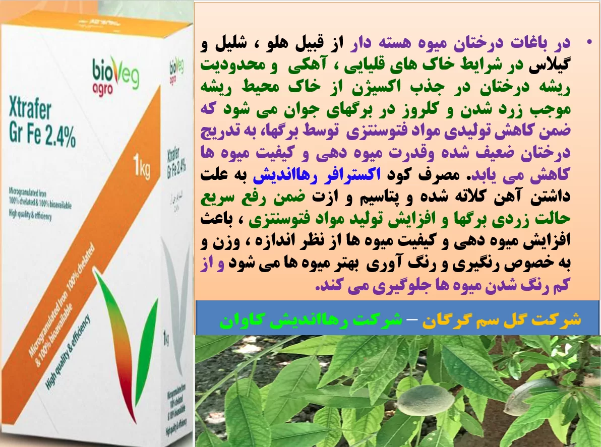 افزایش میوه دهی و کیفیت میوه درختان میوه هسته دار با کود اکسترافر رهااندیش – قسمت اول